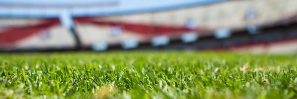Close-up of grass with a blurred stadium background under a clear sky.